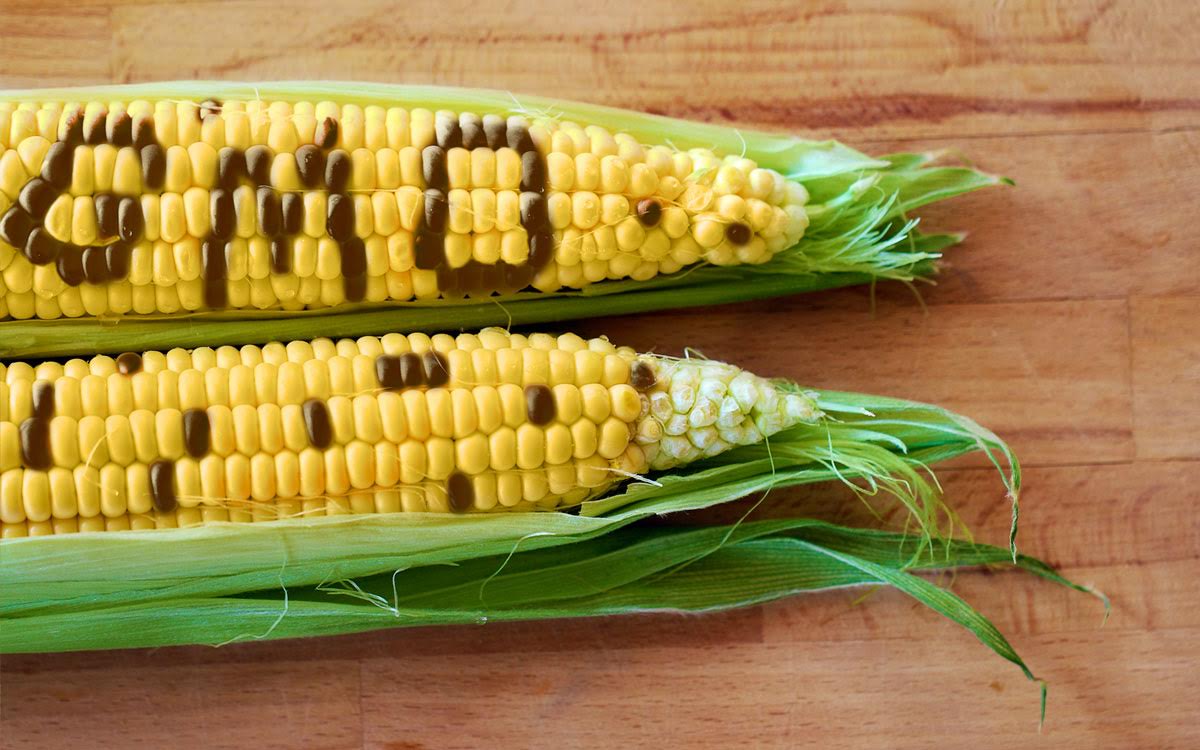 Tela Maize Controversy: A Threat to Nigeria’s Health, Environment, Sovereignty and Food Security?
