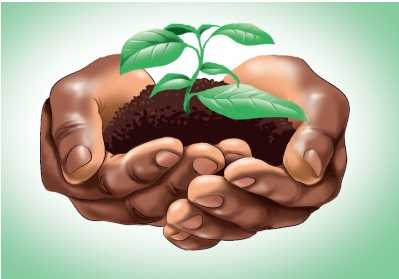 NIGERIA’S DISAPPEARING PLANTS